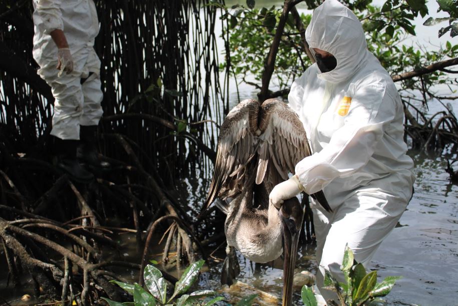 Honduras declara emergencia sanitaria nacional por gripe aviar