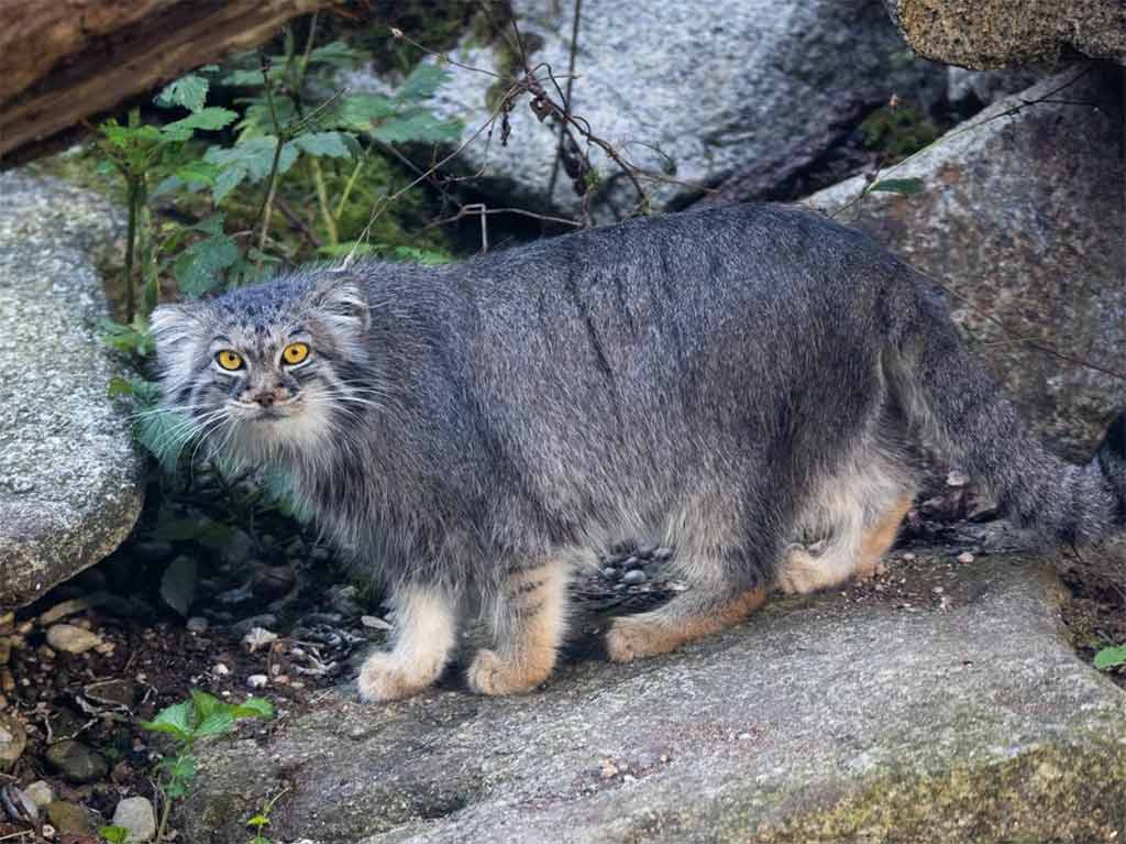 Descubren a un raro gato montés en el Everest