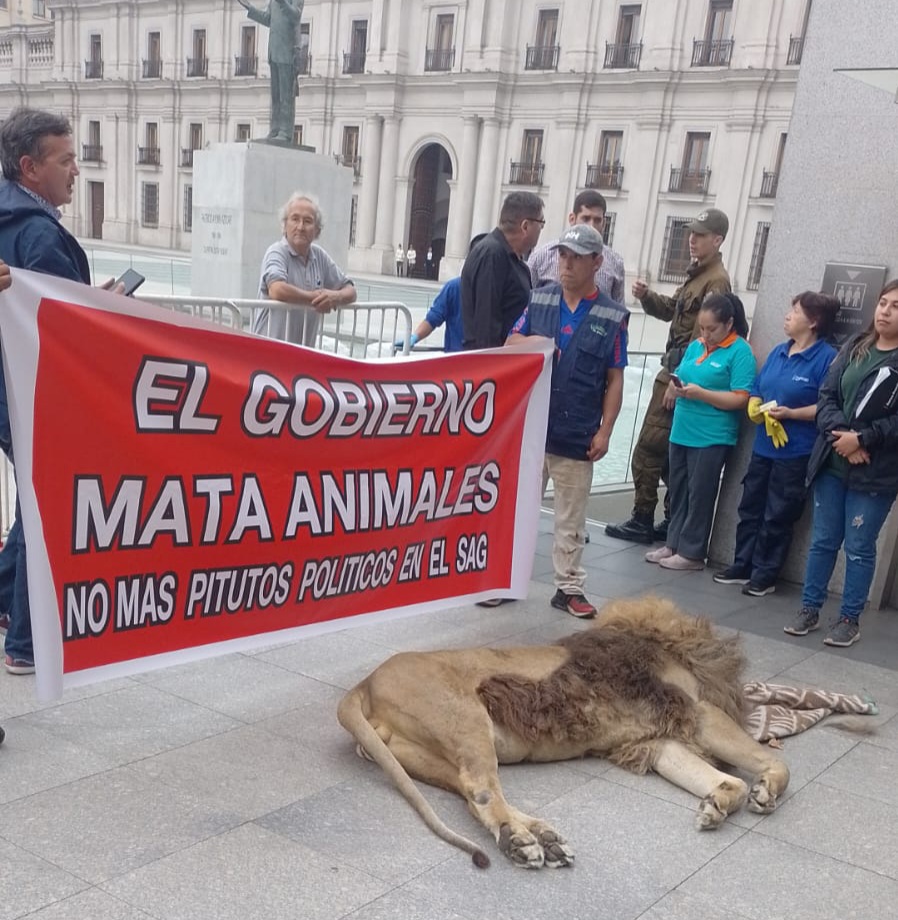 Para no creerlo: Un león muerto fue dejado frente al Palacio de La Moneda como método de protesta contra el SAG