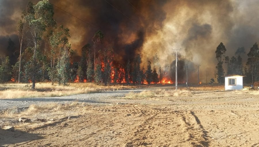 La Araucanía: Confirman detención de un hombre por iniciar el incendio forestal que afectó a Pitrufquén