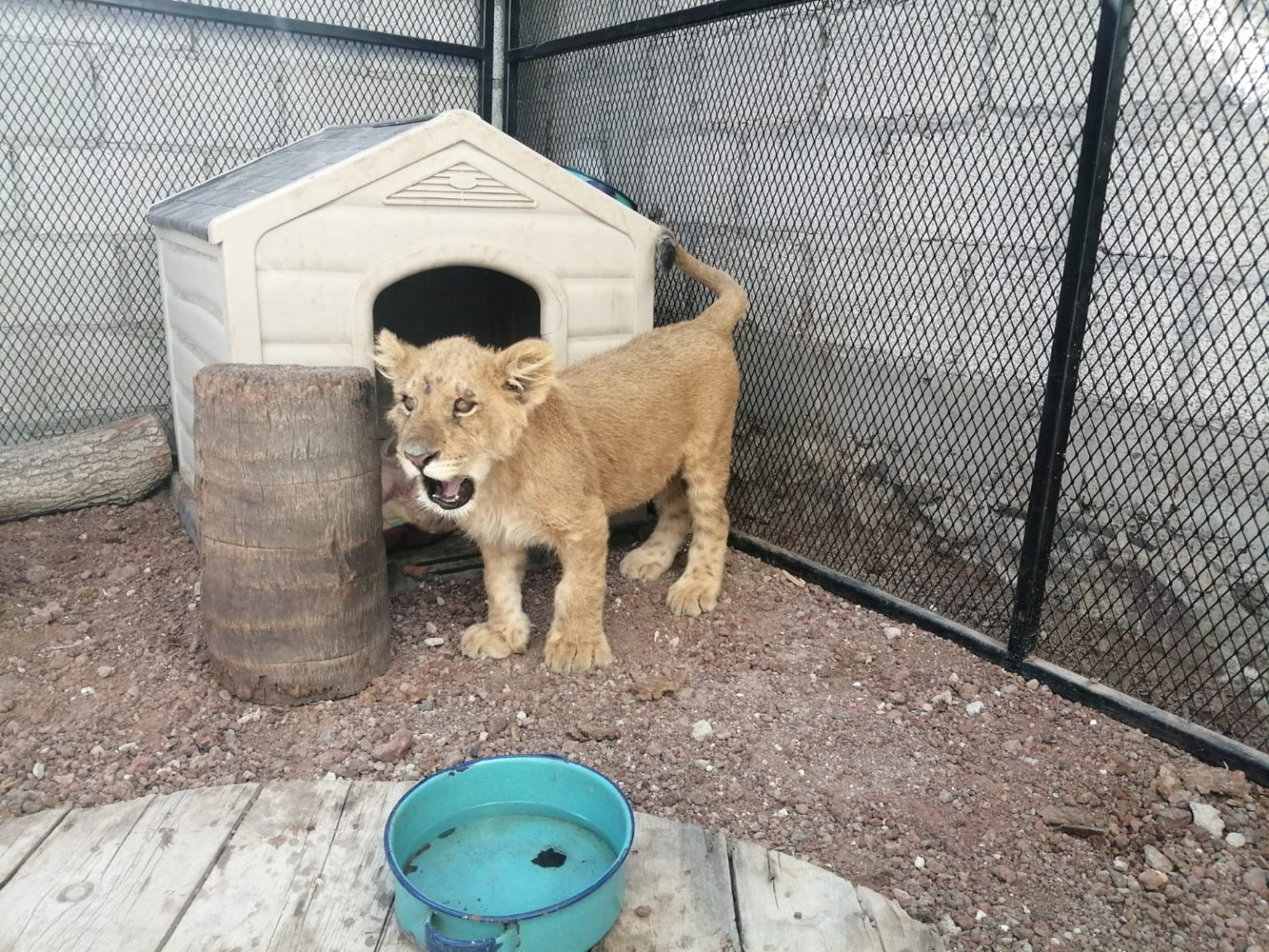 Profepa rescata a cachorro de león en Balcones del Sur, Puebla