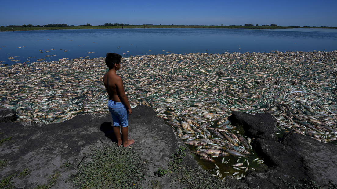 (Video) Miles de peces aparecen muertos en Argentina en medio de una fuerte sequía
