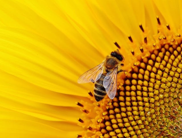 Europa quiere evitar la desaparición de los insectos polinizadores con unas «líneas de zumbido»