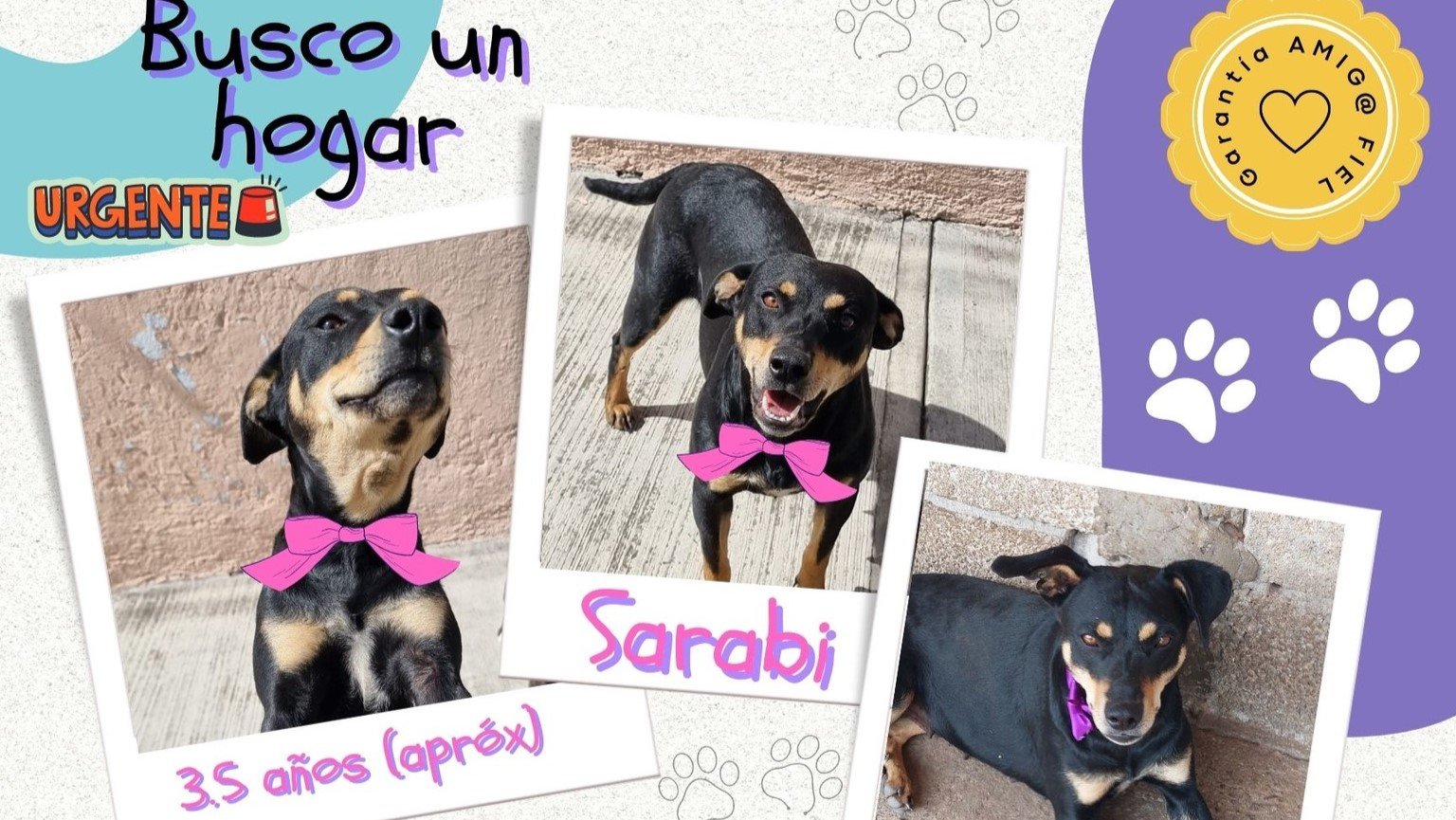 Mujer cholulteca rescata perros y gatos para darlos en adopción