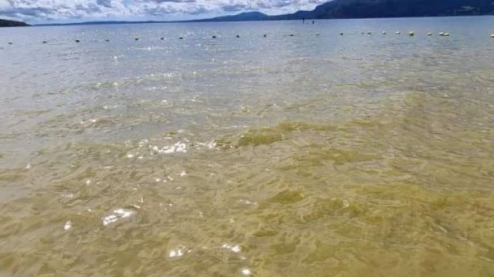 Implementarán sistema de semaforización para alertar a la comunidad por bloom de algas en Lago Villarrica