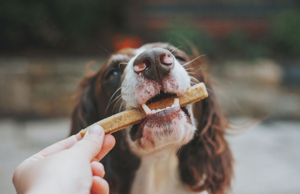 Inédito proyecto utilizará ingredientes basados en insectos para producir alimento para mascotas