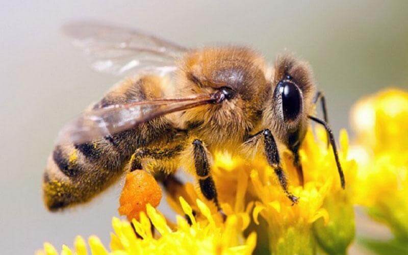 Aprueban la primera vacuna del mundo para abejas y proteger la polinización de alimentos