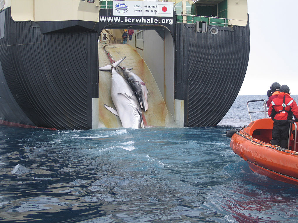 Empresa japonesa provoca indignación al vender carne de ballena en máquinas expendedoras