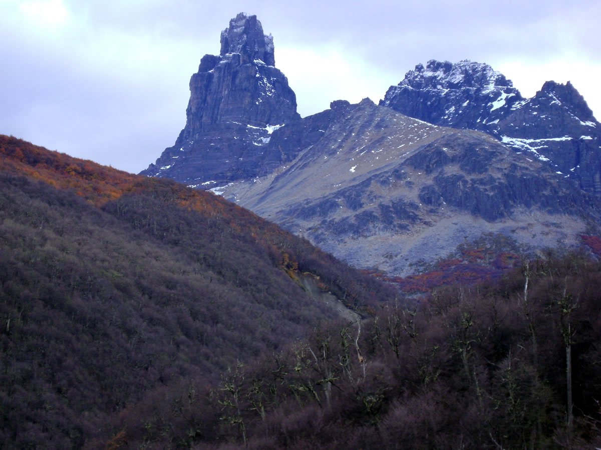 Investigación demostró alta resiliencia de bosques australes a efectos del cambio climático