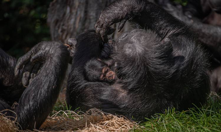 Conservacionistas celebran el nacimiento de un chimpancé de la especie más rara del mundo