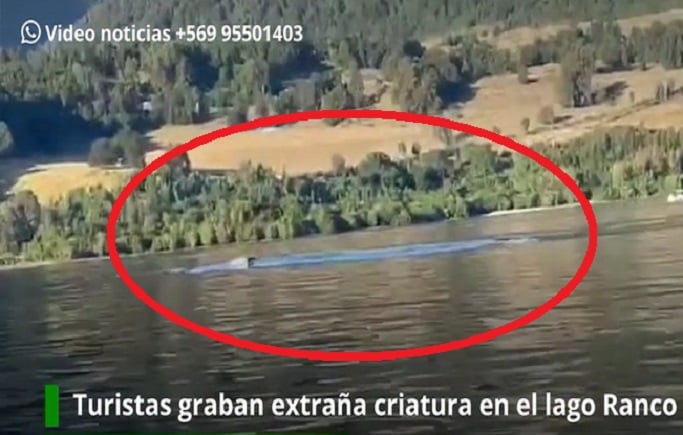 Extraña criatura apareció en Lago Ranco: Turistas captan imágenes en video
