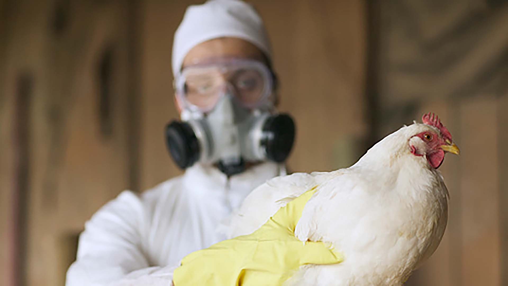 Alerta OPS por casos de influenza aviar en 10 países de América