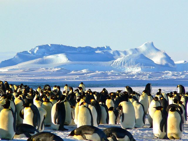 Estudio advierte que especies marinas antárticas enfrentarían un elevado riesgo de extinción hacia el año 2100