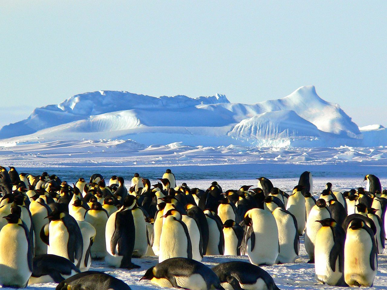 Estudio advierte que especies marinas antárticas enfrentarían un elevado riesgo de extinción hacia el año 2100