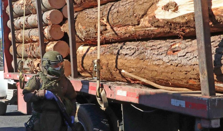 Carabinero es dado de baja tras ser capturado infraganti robando madera en La Araucanía: Sería integrante de una banda delictual