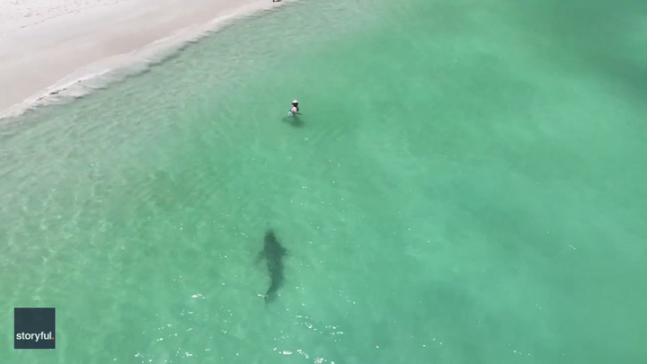 MIRA: Dron muestra a tiburón tigre nadando cerca de bañistas, y ellos no lo saben