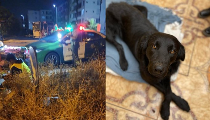 Rescatan a perrito en Coquimbo tras denuncias de abuso sexual: Vecinos filmaron el aberrante acto de zoofilia (+Video)