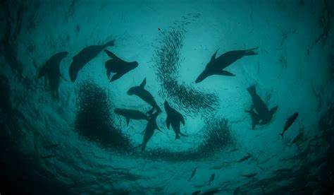 «Mar de Pisagua»: Aprueban creación de  primera área marina protegida en el norte de Chile