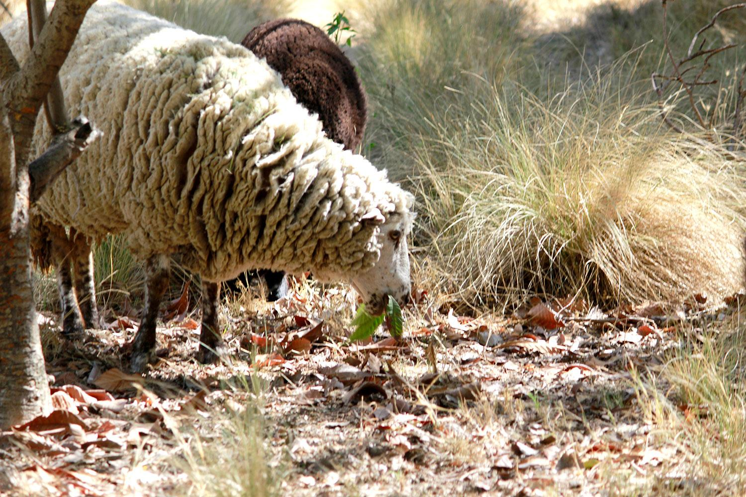 Ovejas y cabras son entrenadas para combatir los incendios forestales mediante el pastoreo (+fotos)