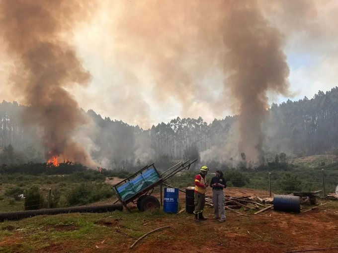 Más de 5.000 hectáreas afectadas por incendio forestal en Santa Ana (Video)
