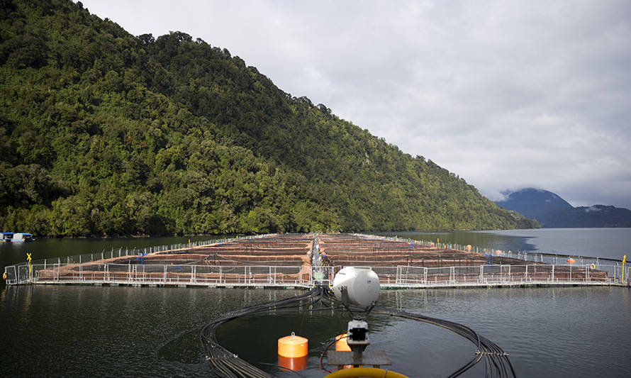 Muere otro trabajador de la industria salmonera: Fue impactado por una boya en centro de cultivo en Hornopirén