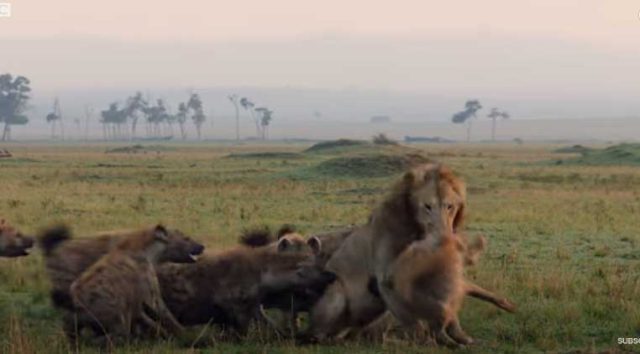 Un león rescató a su querido amigo de fallecer engullido por 20 hienas | VIDEO