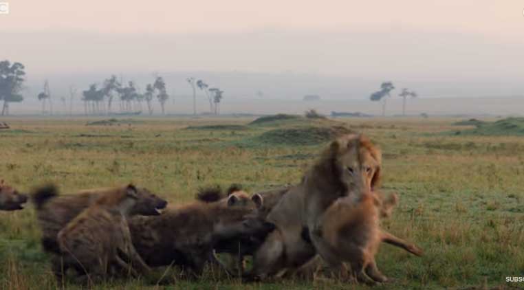 Un león rescató a su querido amigo de fallecer engullido por 20 hienas | VIDEO