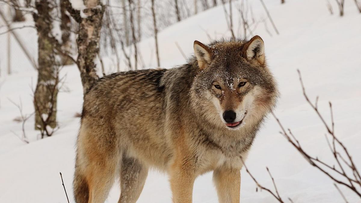 Histórica cacería de lobos en Suecia amenaza con extinguir la especie