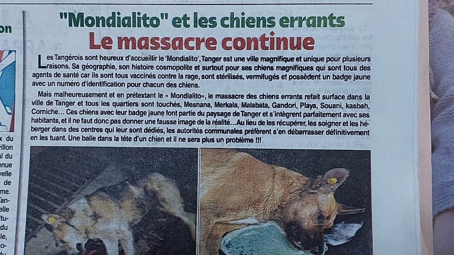 Brutal masacre de perros en Marruecos: Activistas la atribuyen a mundial de la FIFA | VIDEOS