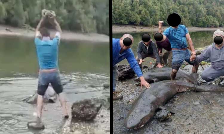 Masacre en Chiloé: «Salvajes» torturaron a tiburones inofensivos hasta matarlos