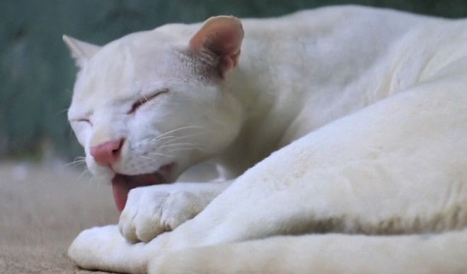 (Video) Hallazgo del primer ocelote albino en Colombia preocupa a los científicos: ¿Por qué?
