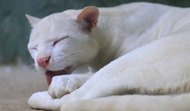 ocelote albino