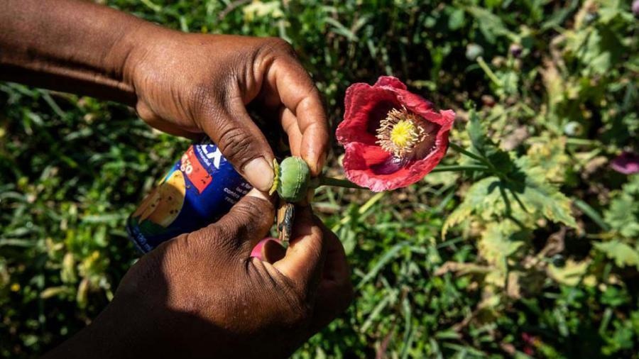 ONU alerta sobre incremento de 33% de producción de opio en Myanmar