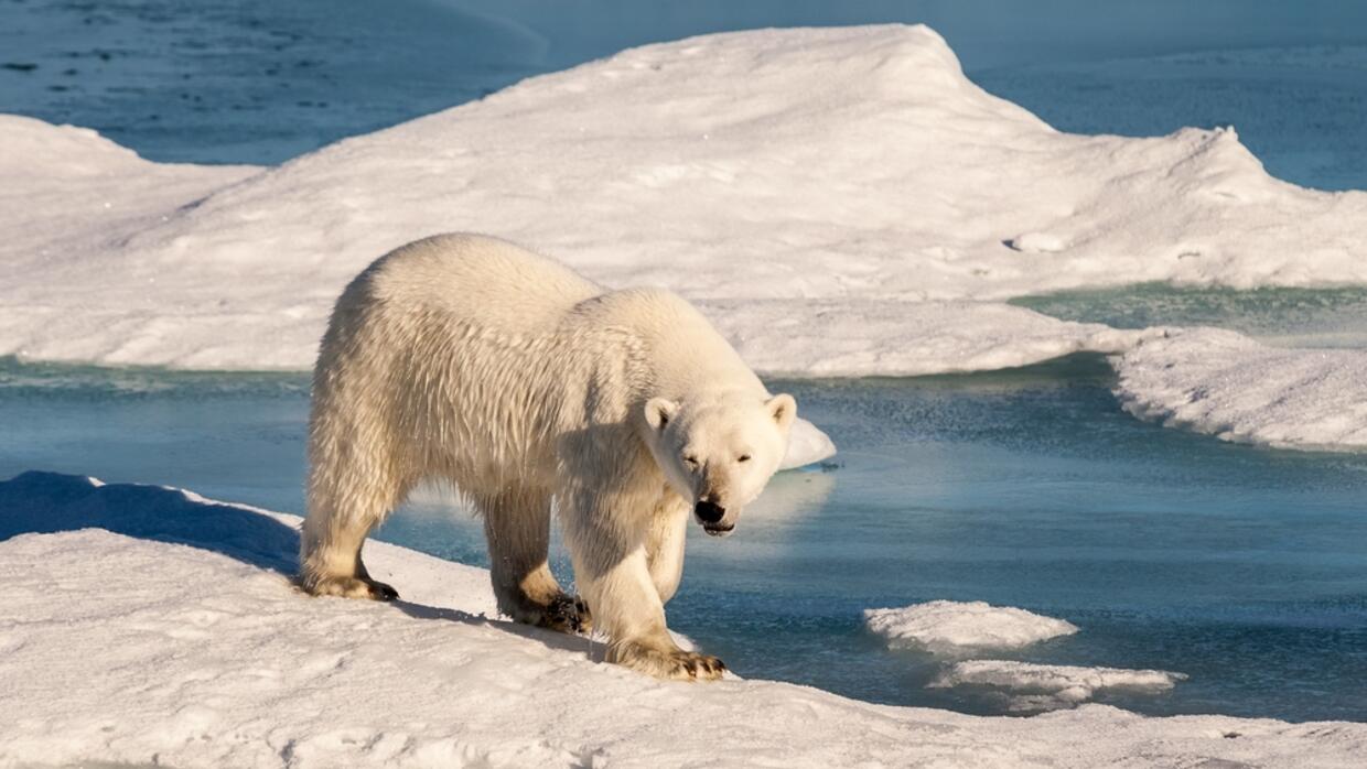 Oso polar mata a 2 personas en remoto poblado de Alaska