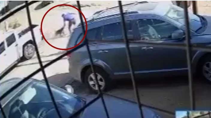 Hombre asesinó a puñaladas a pitbull que atacó a su hijo | VIDEO