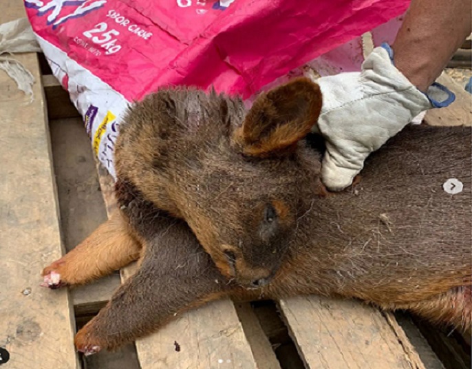 Pudú fue asesinado, mutilado y arrojado a un camino cerca de Castro: La alarma por especie amenazada