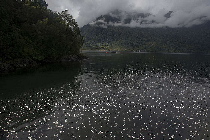 <strong>Entregan Informe lapidario a CONAF: salmonicultura es incompatible con la Reserva Nacional Kawésqar</strong>