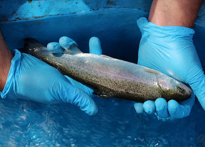 Invitan a empresas a sumarse voluntariamente a programa para reducir uso de antibióticos en la industria del salmón