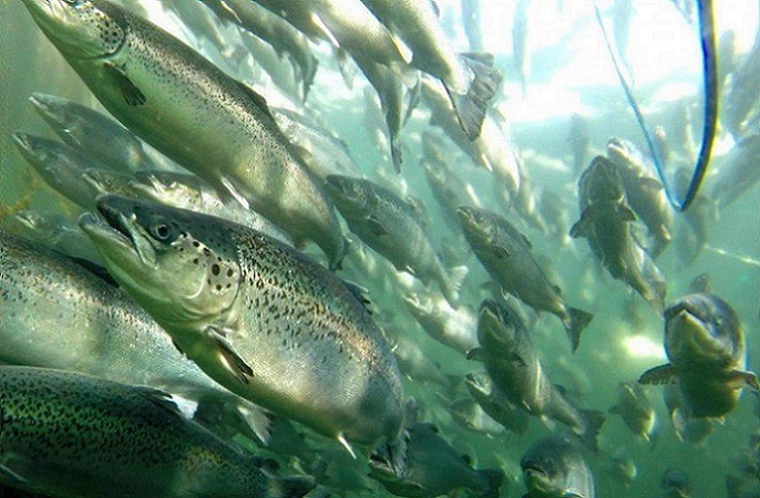 <strong>Será ley: Habrá mayor control y sanción a industria acuícola por escapes masivos de salmones </strong>