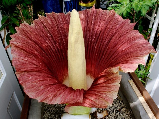 Florece rara planta en peligro de extinción que emite un peculiar olor a animal muerto