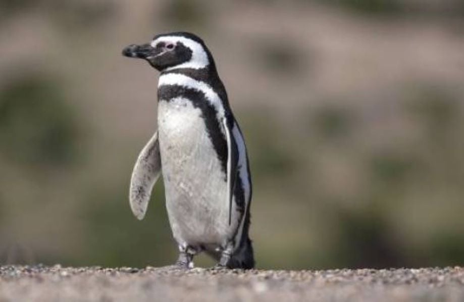 Encuentran indicadores de separación entre la Antártida y Sudamérica en fósiles de pingüinos 