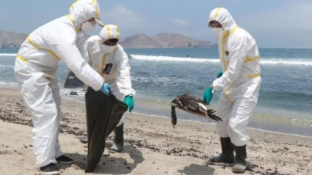 Amplían contingencia sanitaria por gripe aviar en Perú hasta diciembre 2023