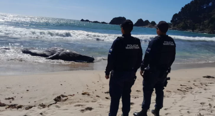 Cadáver de una ballena resultó varado en playa de Tomé