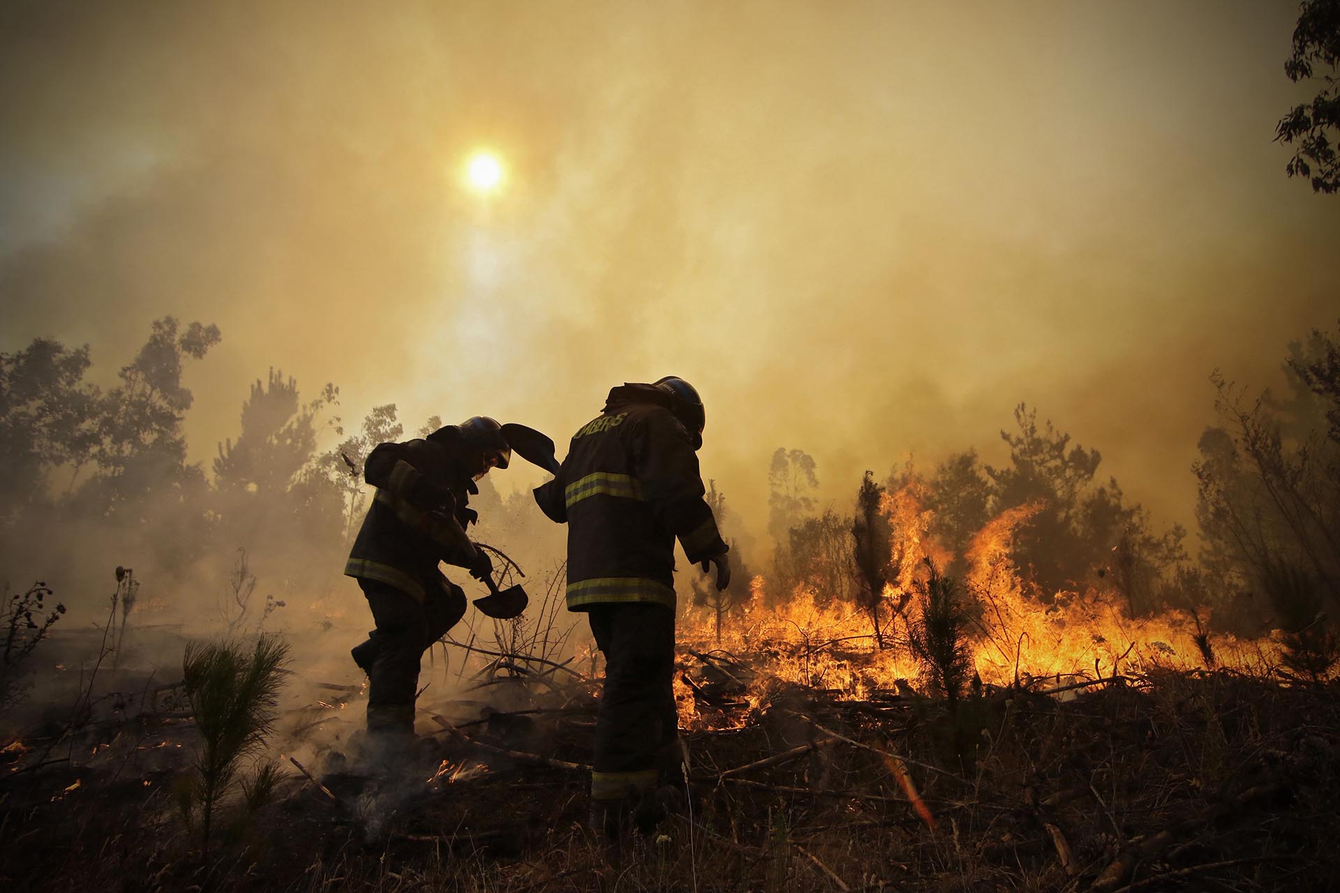 ¿Cómo se recuperan los suelos y ecosistemas afectados por los incendios de este verano?