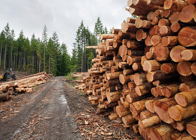 Desafíos en Chile para regular las plantaciones de la industria forestal y prevenir nuevas catástrofes por mega incendios
