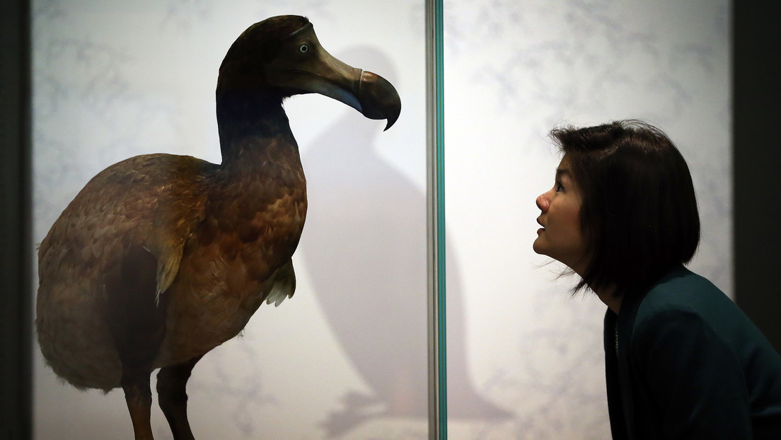 Científicos intentarán resucitar al pájaro dodo