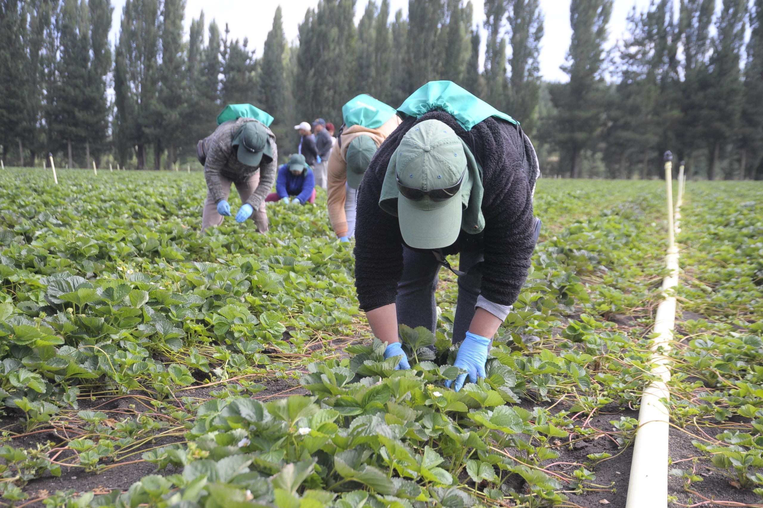 Cincuenta empresas fueron multadas por infracciones al trabajo de niños, niñas y adolescentes en el 2do semestre de 2022