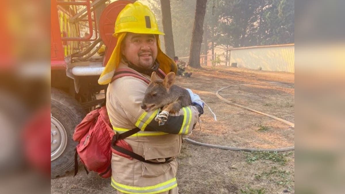 bombero-rescate-pudú