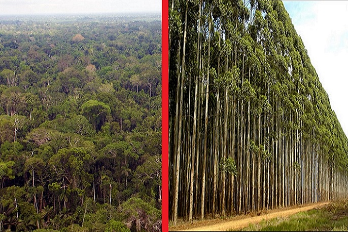 <strong>“Las plantaciones de monocultivo forestal no son bosques”</strong>