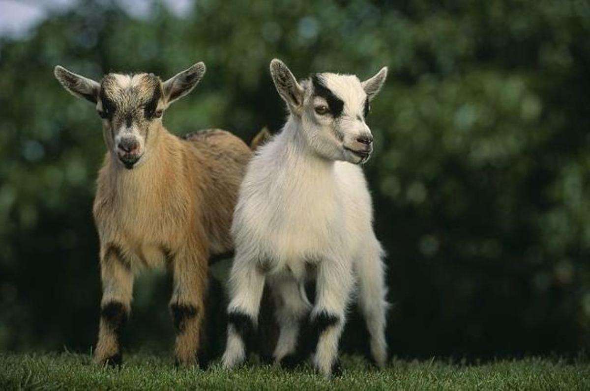 Cuatro cabras pigmeas fueron sacrificadas, cocinadas y servidas en cena navideña por el exdirector de un zoológico